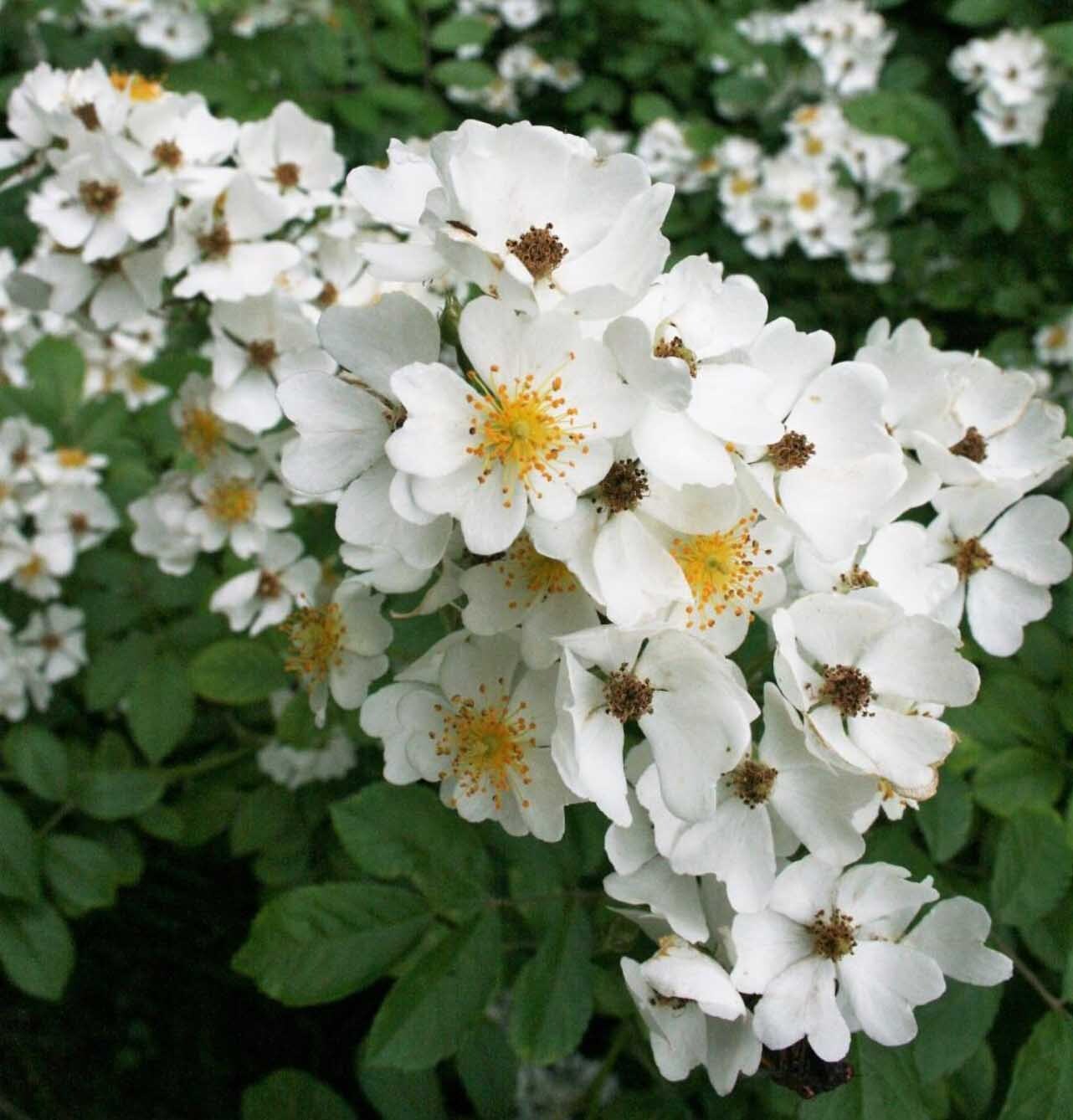  گل رز خوشه ای 